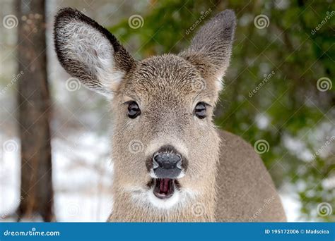 A Whitetail Deer With Her Mouth Open Stock Photo Image Of Laughing