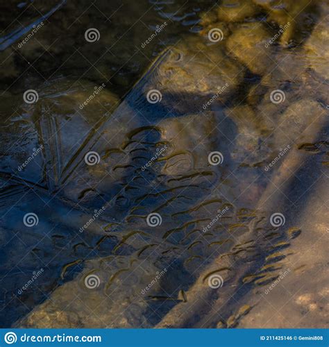 A Small Forest River With Waterfalls Stock Photo Image Of Leaves