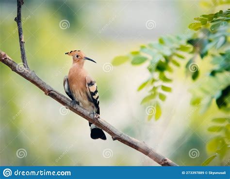 Hoopoe Bird Sitting In The Green Tree Branch Stock Image Image Of