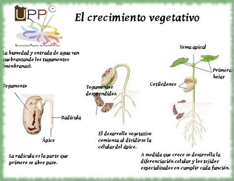 Reproducción Y Desarrollo Vegetal Universidad Popular De Permacultura