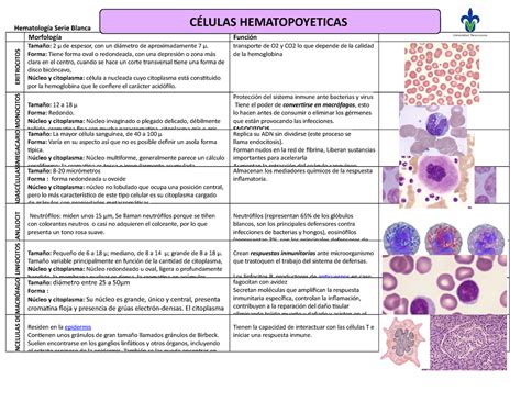 Celulas Hematopoyeticas Hematología Serie Blanca Morfología Función