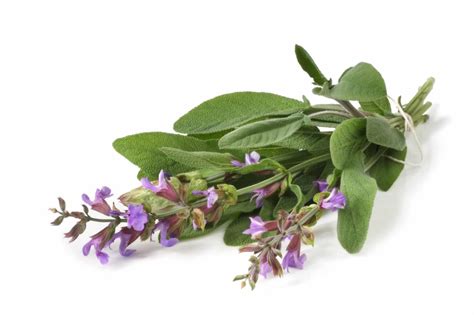 Guide To The Different Types Of Sage Plants