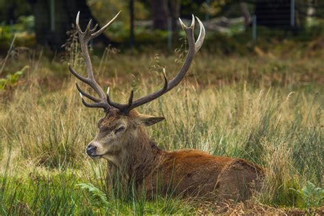 Free Images Forest Prairie Wildlife Park Mammal Fauna Antler