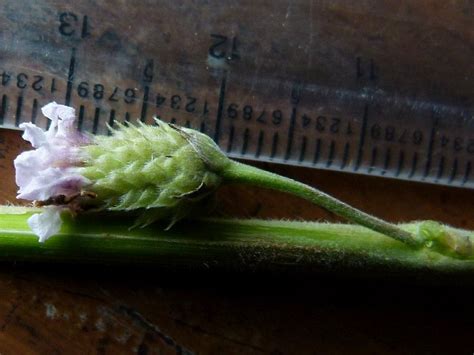 Lippia Alba Introduced Eflora Of India