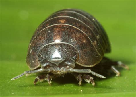 A small terrestrial isopod crustacean of the genus armadillidium closely related to the sow bug and. Pill bug | Rate Every Animal