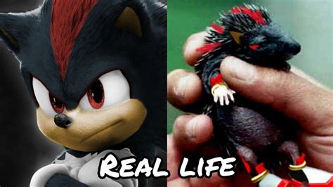 Sonic The Hedgehog In Real Life Sonic Movie 2 Characters As Animals
