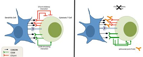 Blocking The Brakes Helping Your Immune System Battle Cancer Science