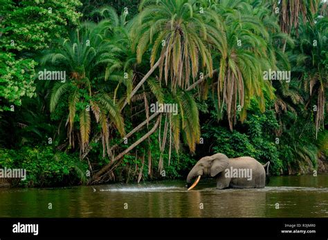 African Forest Elephant Loxodonta Cyclotis In Lekoli River Odzala
