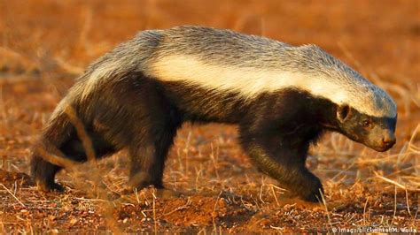 Honey Badger Wolverine Animal Images