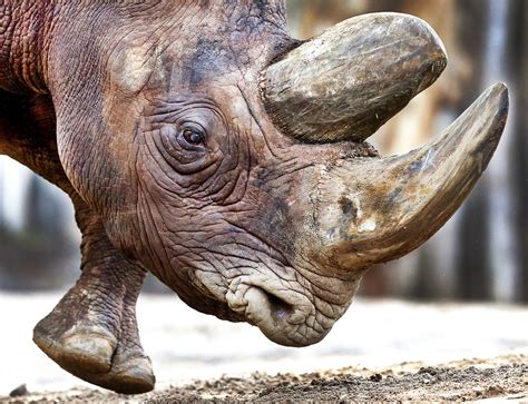 Rhinocéros du paléolithique, caractérisé par une coléoptère muni d'une corne. Des cornes de rhinocéros mises aux enchères dans une vente ...