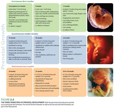 Human Fetal Development Timeline