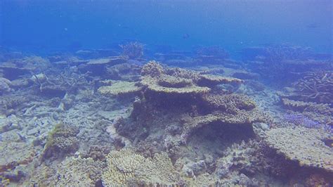 great barrier reef has lost half of its corals since 1995 bbc news