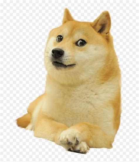 Cheems Png 🍋 Doge Meme Doge Dog Funny Dog Faces