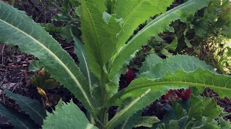 Medicinal Uses At Home Of Wild Lettuce Or Lactuca Virusa