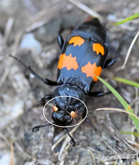 Phoresy Mites Hitchhiking On Burying Beetles Ray Cannons Nature Notes