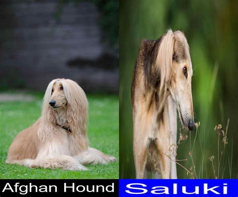 Afghan Hound Versus Saluki Final Verdict On Which Is A Better Pet Pupvs