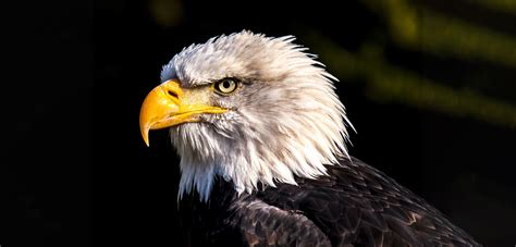 Bald Eagle Gets A New Beak