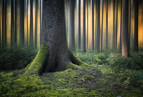 Mystical Tree Cool Landscapes Amazing Nature Photos Mystical Forest