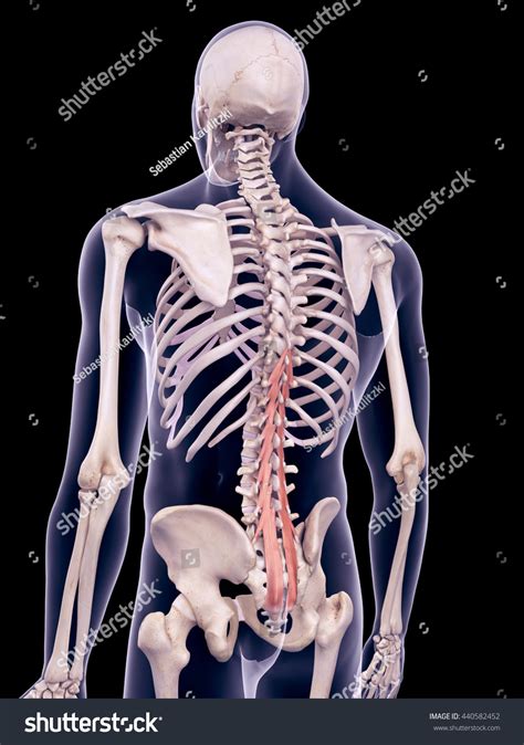 3d Rendered Medically Accurate Illustration Multifidus Stock