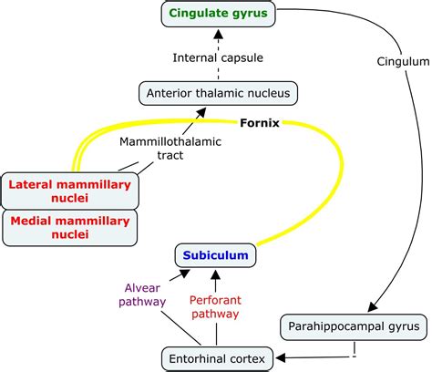 Limbic System Pathway Papez Circuit Neuronas Neurología Circuito