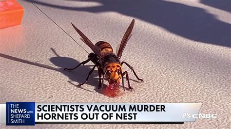 Scientists Eradicate Murder Hornet Nest In Washington State