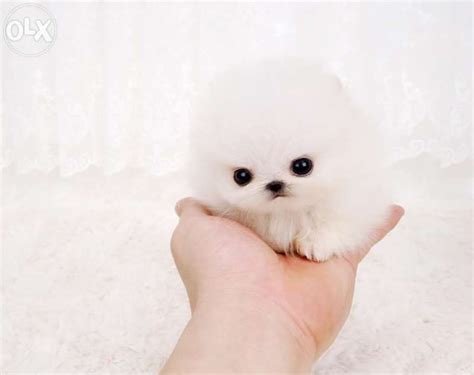 Archive Cute Teacup Pomeranian Puppy Quetta Dogs Cute Puppies
