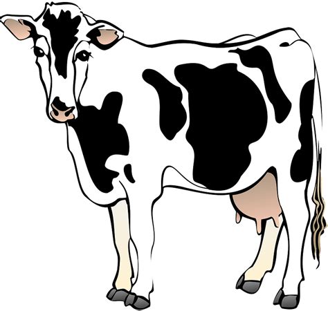 Download Cow Clipart Png Download 5242419 Pinclipart