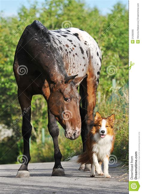 Appaloosa Horse And Puppy Border Collie Stock Image