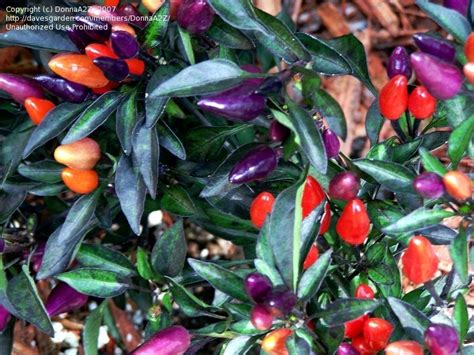 Plantfiles Pictures Ornamental Pepper Pretty Purple Capsicum Annuum