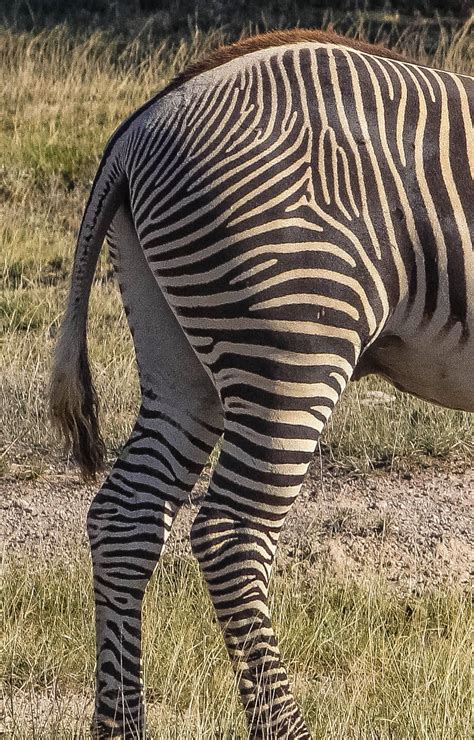 Cannundrums Grevys Zebra