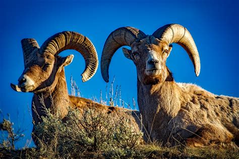 Another Idaho Bighorn Euthanized After Mixing With Domestic Sheep The
