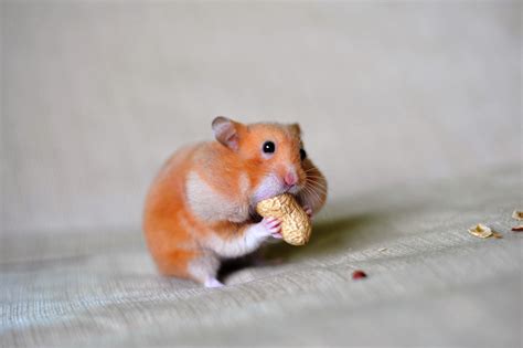 Hamster Cheek Pouches And Diseases