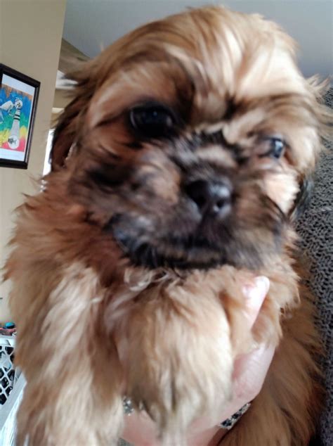 You will find shih tzu dogs and puppies for adoption in our virginia listings. Shih Tzu Puppies For Sale | Richmond, VA #318986 | Petzlover