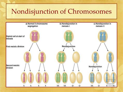 Ppt Chromosomal Basis Of Inheritance Powerpoint Presentation Free