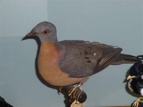 Passenger Pigeon Dinosaurs Pictures And Facts