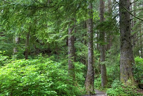 Pacific Northwest Forest Photograph By Cascade Colors