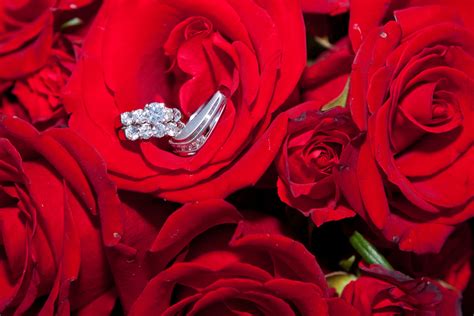 Gorgeous Red Roses And Rings Wexford Pa Rose Ring Red Roses Wedding