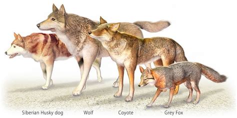 Wolf Facts What You Should Know In Michigans Up The Twin Cedars