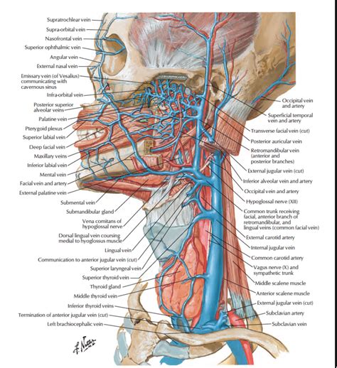 Head And Neck Anatomy Veins In The Neck