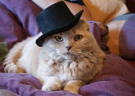 Top Hat Pet Costumes Fancy Cats Cats