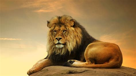 A Large Lion Sitting On Top Of A Rock