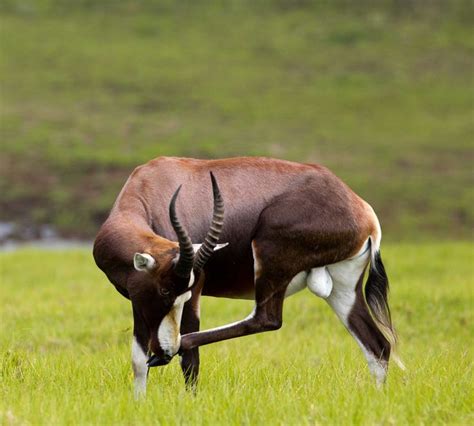 blesbok | Animals, Photo, Cool stuff