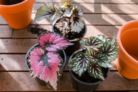 Rex Begonias Plant Care And Growing Guide