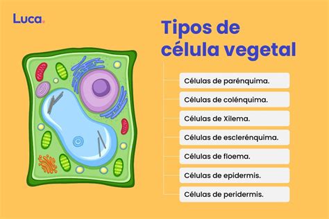 Partes De La Célula Vegetal Y Sus Características