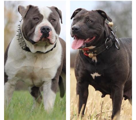 We work hard to breed the best dogs in the world! **American Bully XXL XL Welpen Puppys Puppies TOP ...