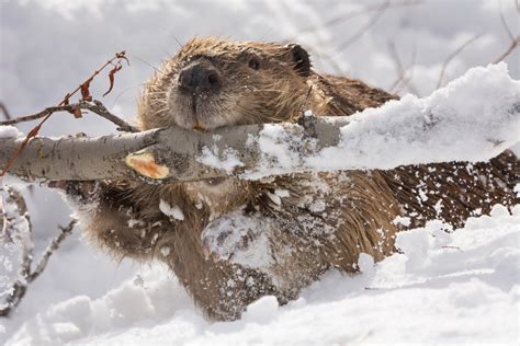 Beaver Carrying Branch