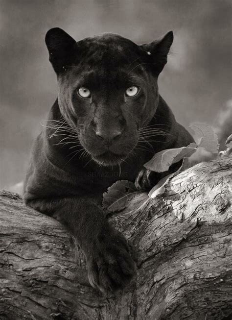 Sevayda On Big Cat Species Black Panther Cat Panther Cat