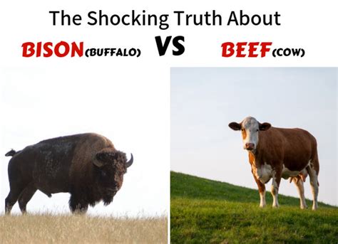 The Shocking Truth About Bison Buffalo Vs Beef Cow Dr Sam Robbins