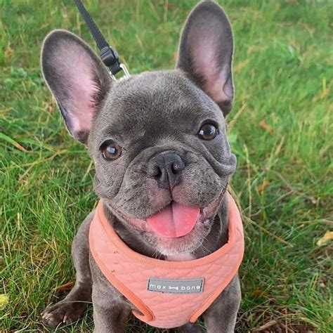 French bulldog breeders in australia and new zealand. Bully Recon Kennel - Home | Facebook