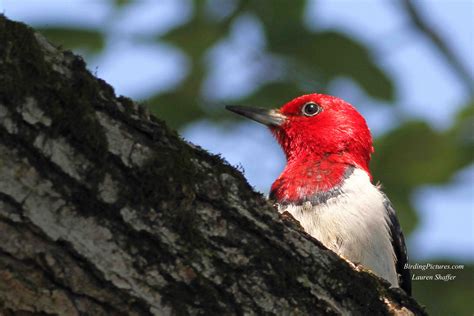 The effect of these contrasting colors is stunning in flight. Red-headed Woodpecker revisited - Birding Pictures